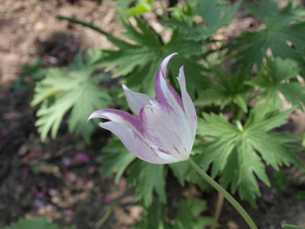 Tulipán
