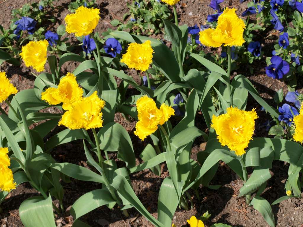 Tulipán

