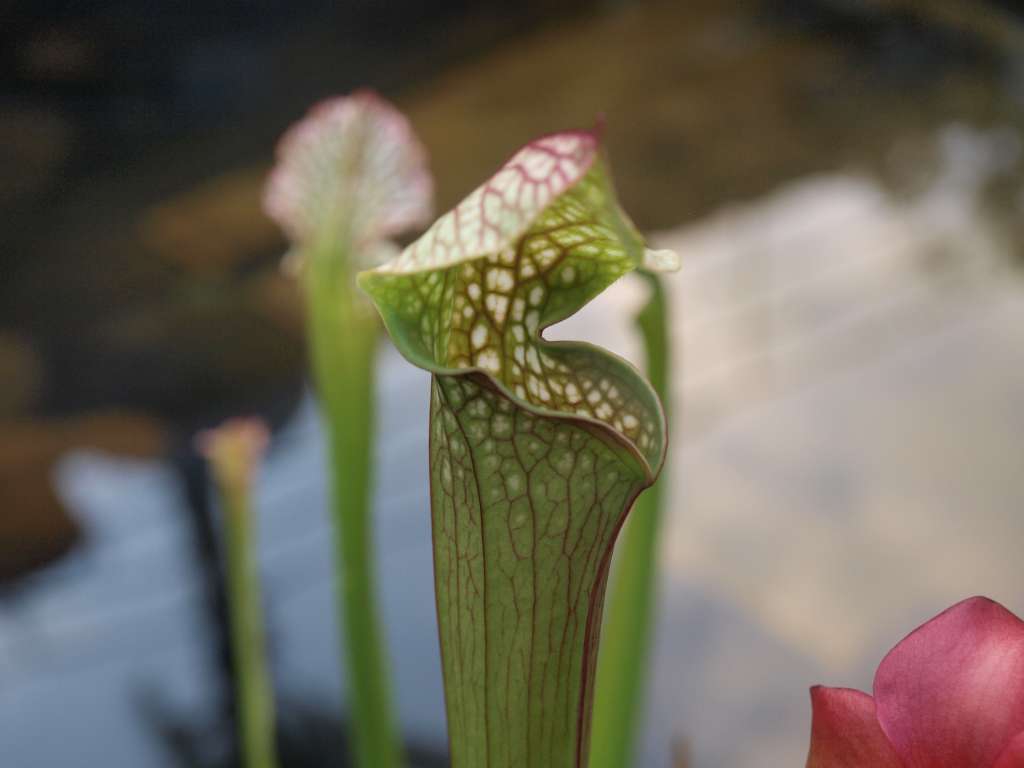 20100920_090220_Zbynek_P9206736-1024.jpg