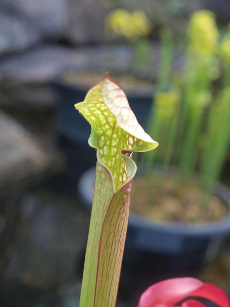 20100920_090237_Zbynek_P9206738-1024.jpg