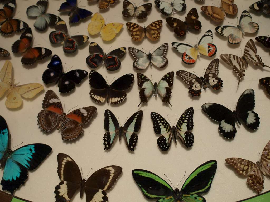 20100921_032107_Zbynek_P9216988-1024.jpg