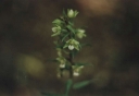 Název souboru=1Epipactis_albensis3-1024.jpg
Velikost souboru=79KB
Rozměry=1024x711
Datum přidání=10. Listopad 2010 1Epipactis_albensis3-1024.jpg