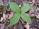P4260025-1024~0.jpg
