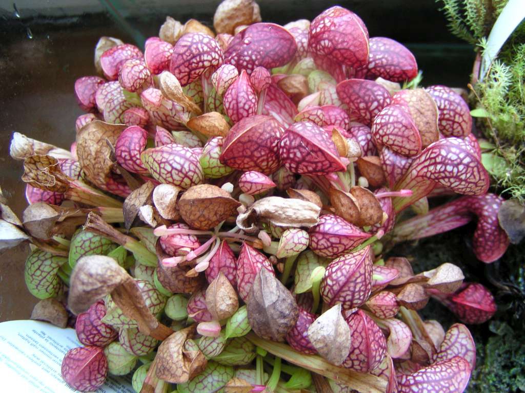 P5090006-1024~0.jpg