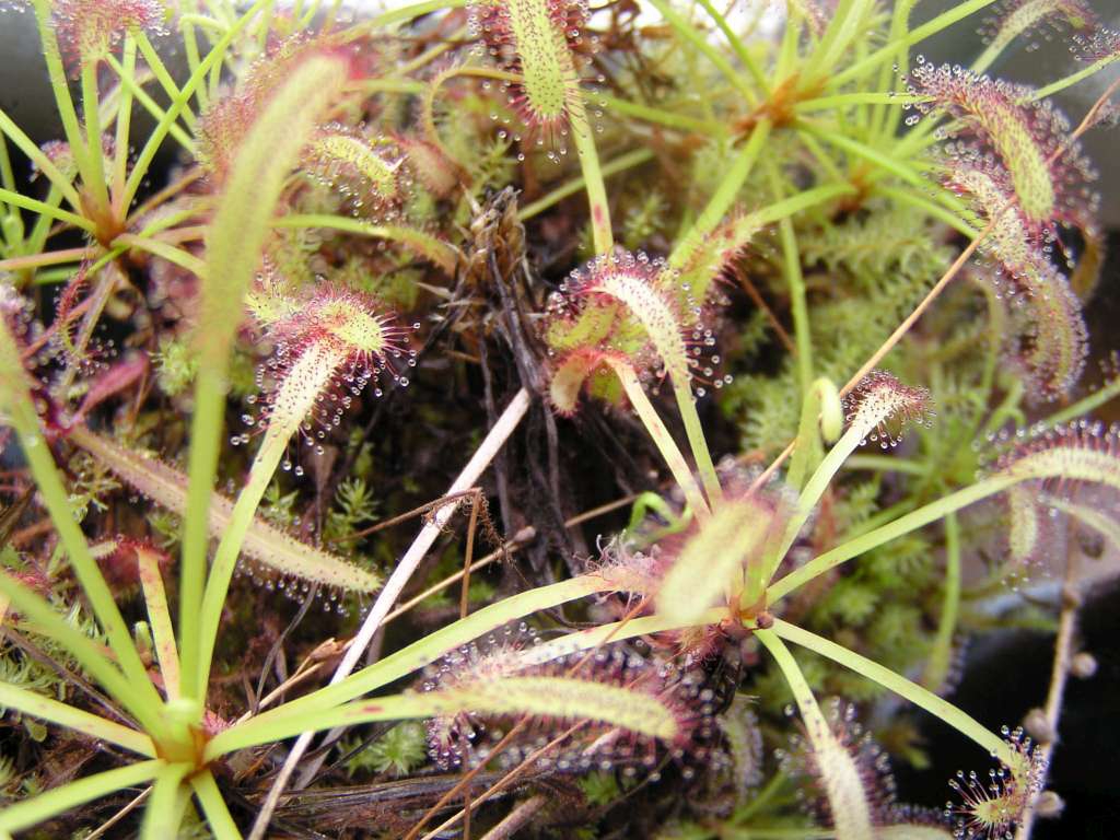 P5090022-1024~0.jpg