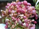P5090006-1024~0.jpg