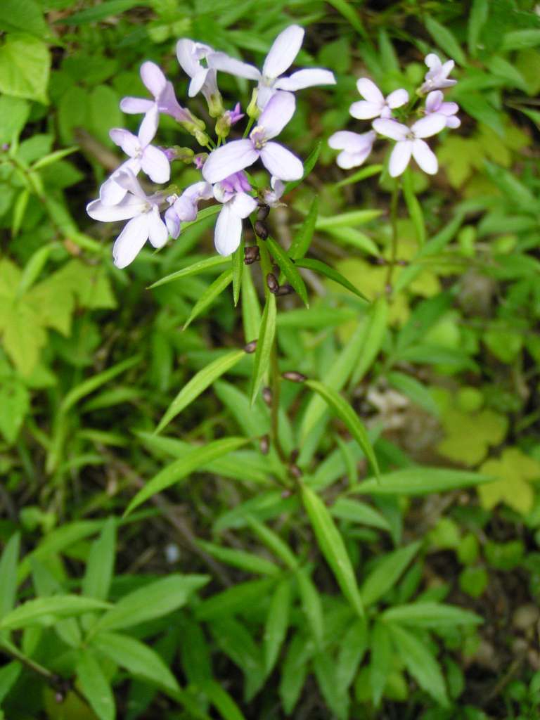 Kyčelnice cibulkatá
