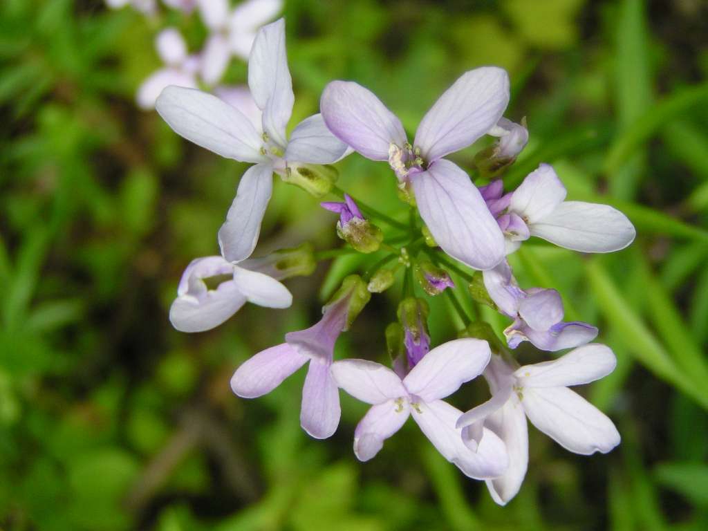 Kyčelnice cibulkatá
