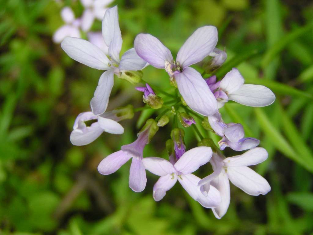 Kyčelnice cibulkatá
