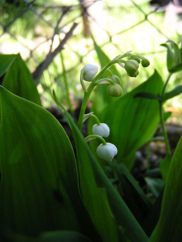 P5100093-1024~0.jpg