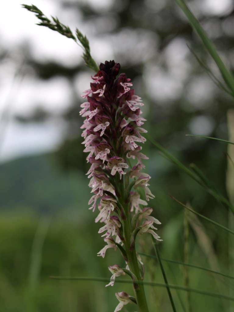 P5154753-1024~1.jpg