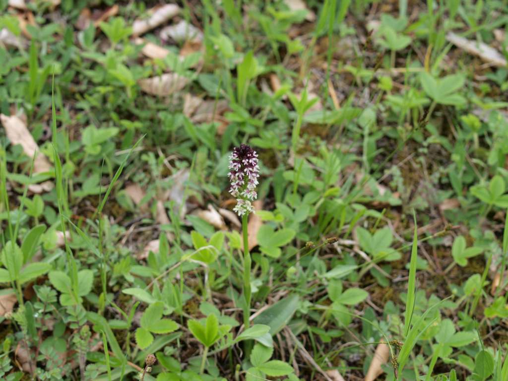 P5154772-1024~1.jpg
