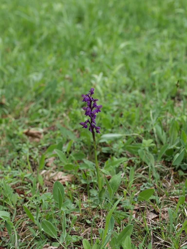 Vstavač kukačka
