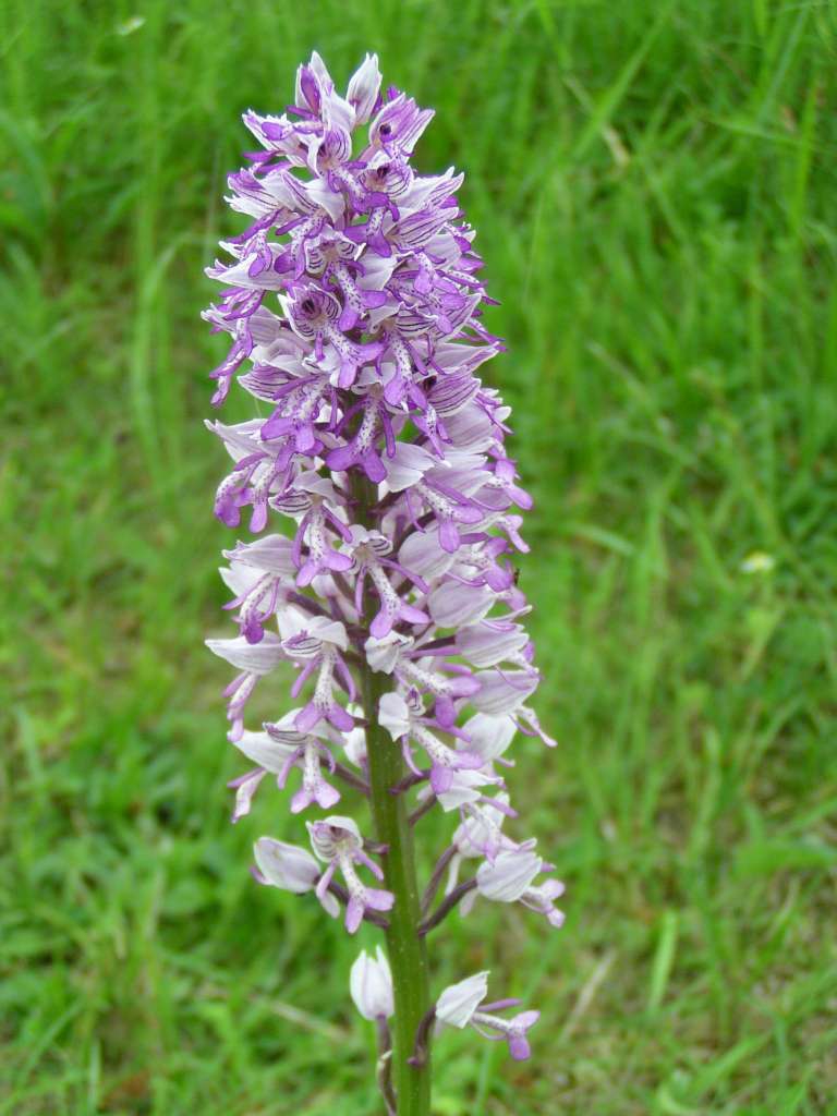 P5160027-1024~0.jpg