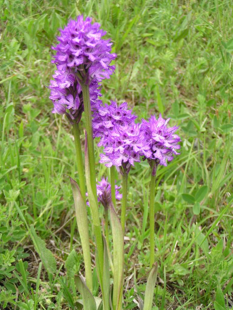 Vstavač zvrhlý (tridentata x militaris)
