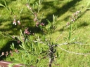 P5100090-1024~0.jpg