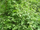 P5160091-1024~0.jpg