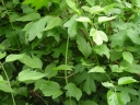 P5160092-1024~0.jpg