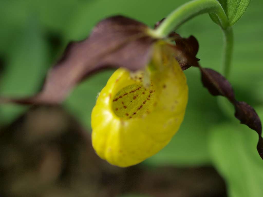P5224894-1024~0.jpg