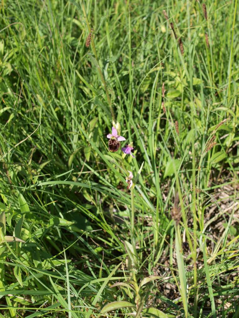 P5249614-1024~0.jpg