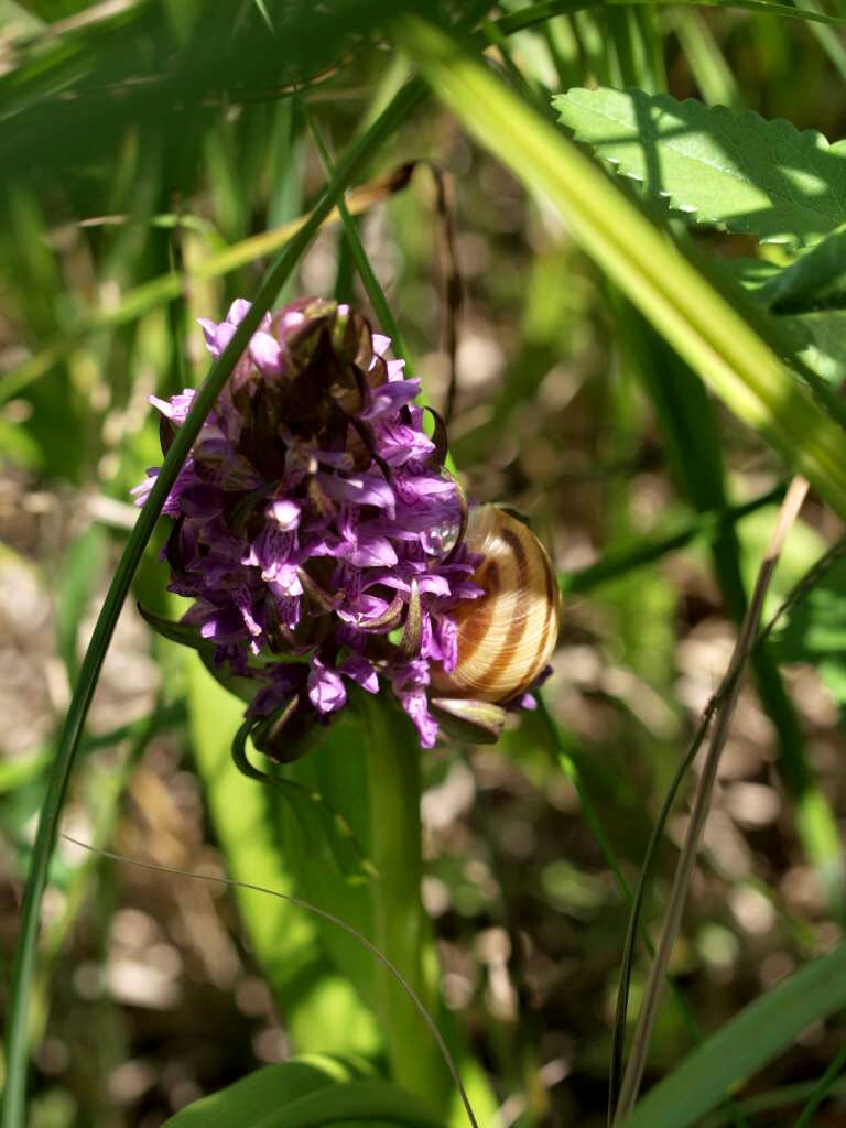 P5264103-1024~0.jpg