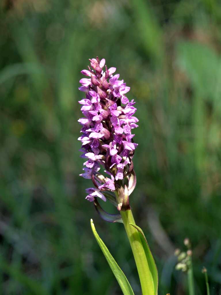 P5274163-1024~0.jpg