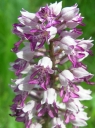 P5201012-1024.jpg