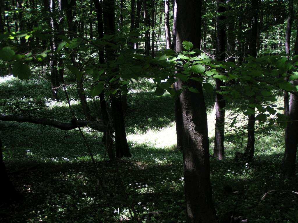 Bučina
