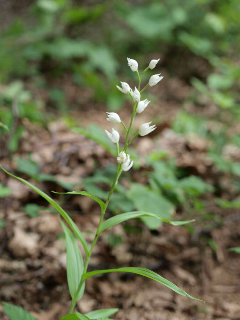 Okrotice dlouholistá
