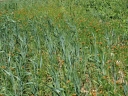 Název souboru=P5274215-1024.jpg
Velikost souboru=580KB
Rozměry=1024x768
Datum přidání=28. Květen 2012 P5274215-1024.jpg