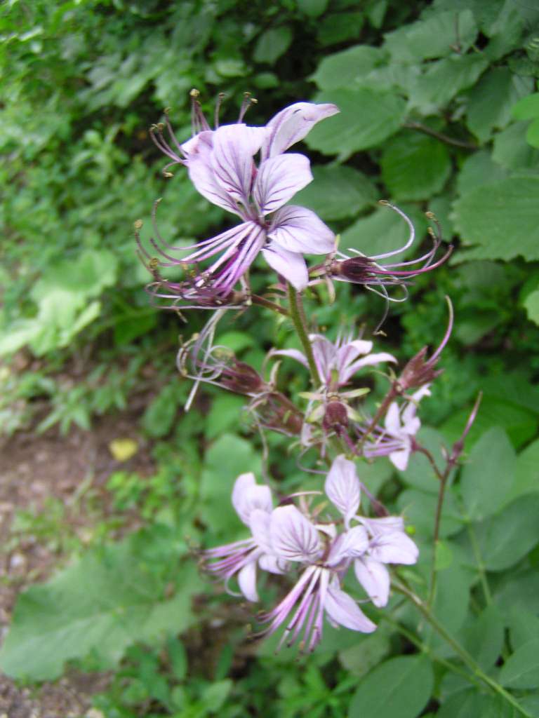 P6080019-1024~0.jpg