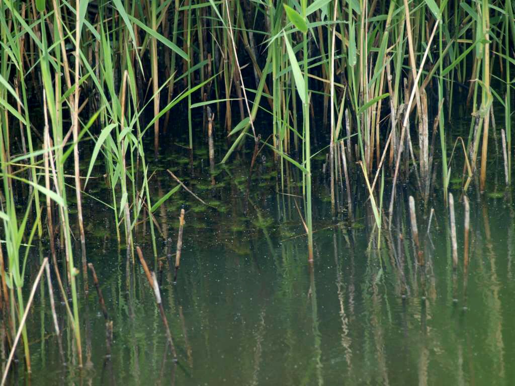 Bublinatka jižní
