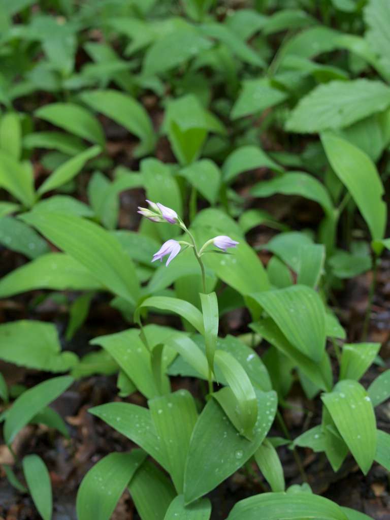 Okrotice červená
