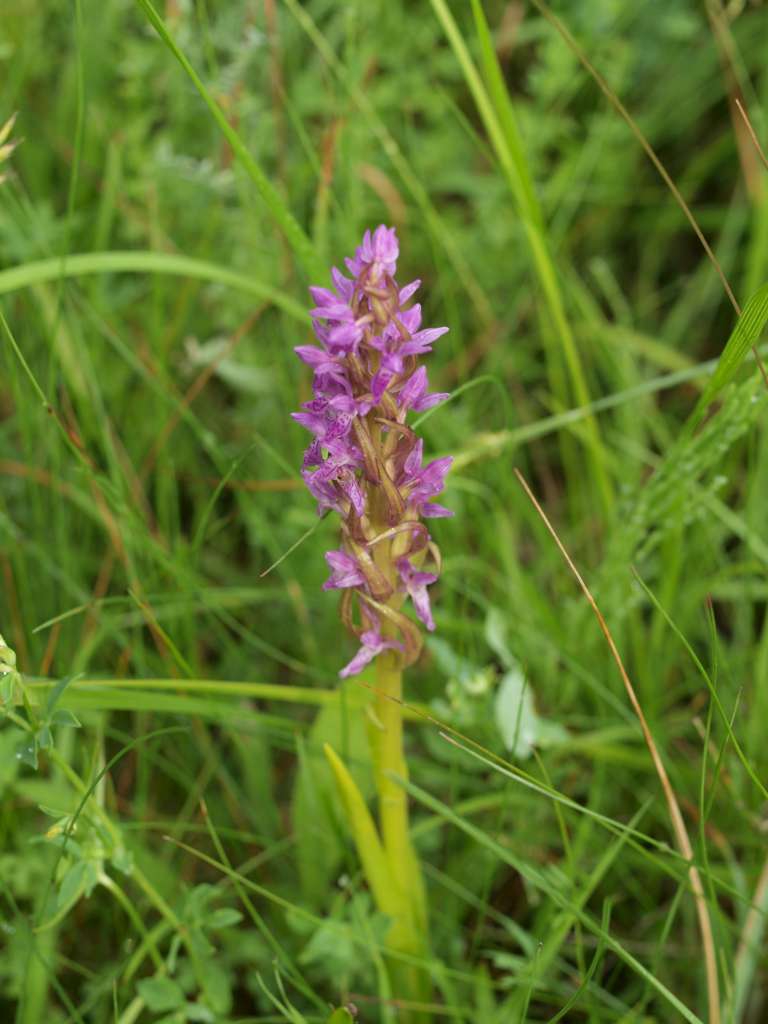 P6135134-1024~0.jpg