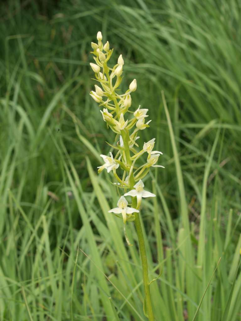 Vemeník zvrhlý (P. chlorantha x bifolia)
