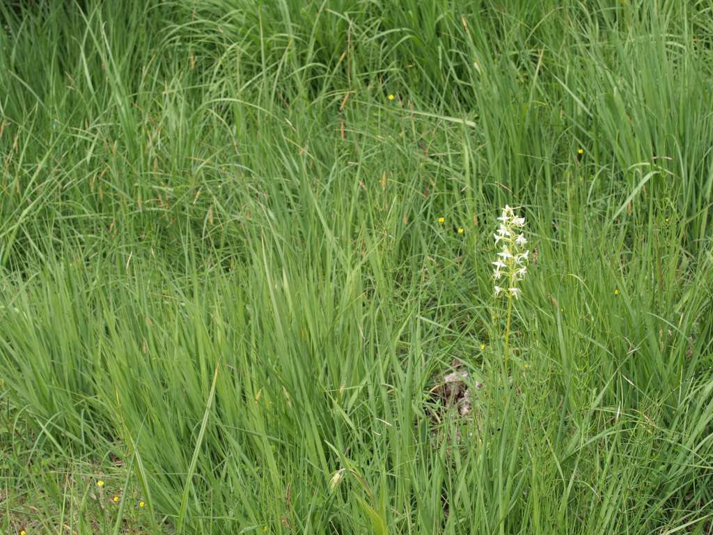 Vemeník zvrhlý (P. chlorantha x bifolia)
