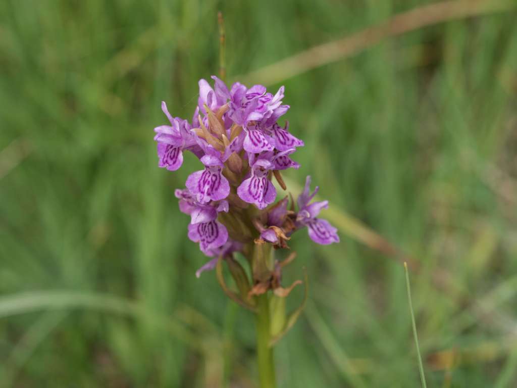 Prstnatec (hybrid)
