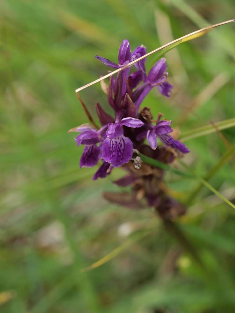 Prstnatec sp.
