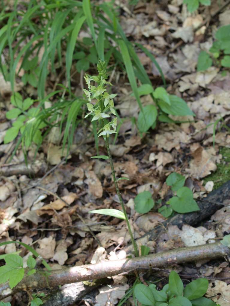 Vemeník zelenavý (P. chlorantha)
