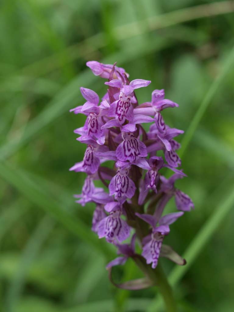 Prstnatec (D. carpatica x lapponica)
