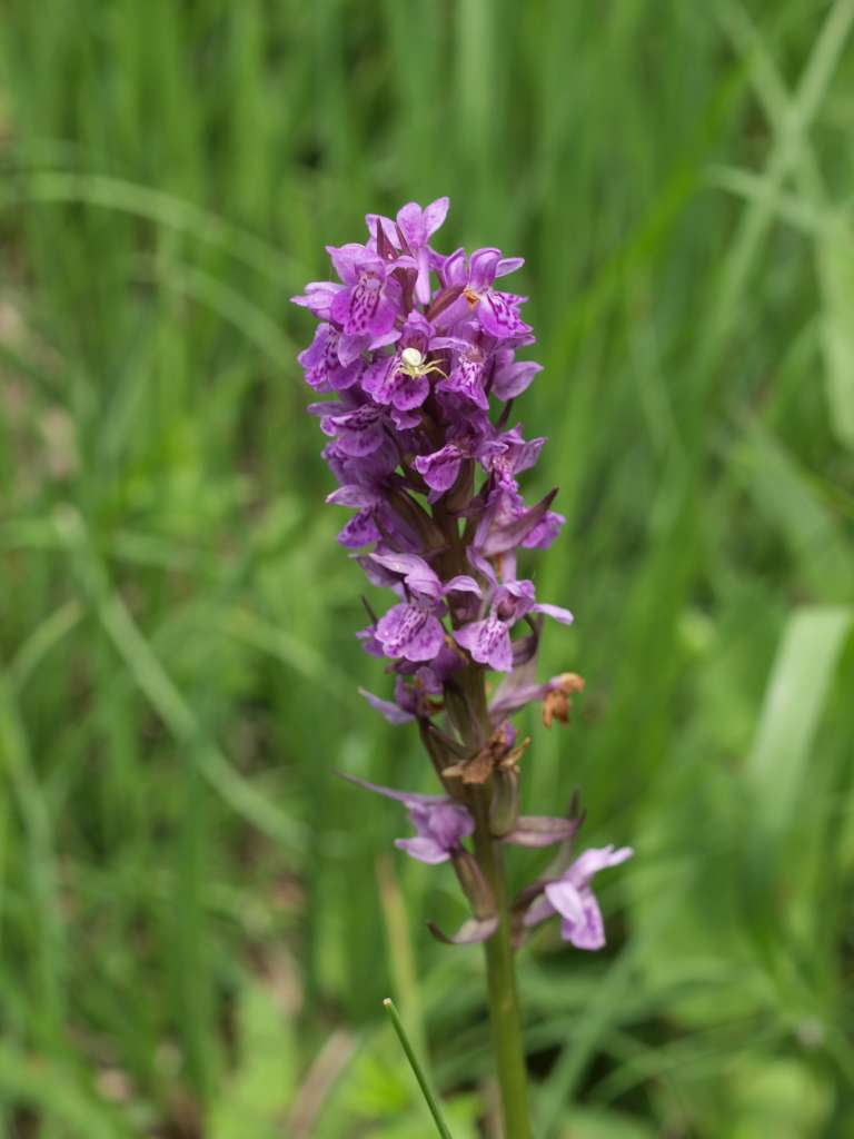 Prstnatec (D. carpatica x lapponica)
