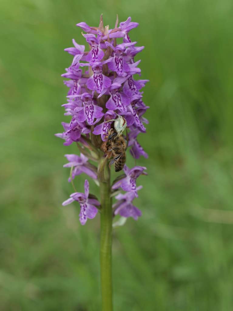Prstnatec karpatský (D. carpatica)
