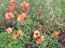 P6080056-1024~0.jpg
