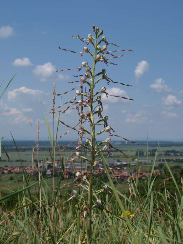 P6150154-1024~0.jpg