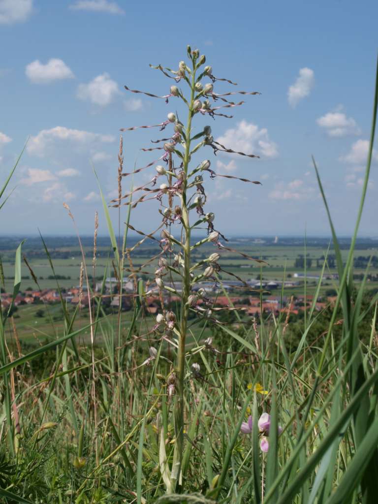 P6150157-1024~0.jpg