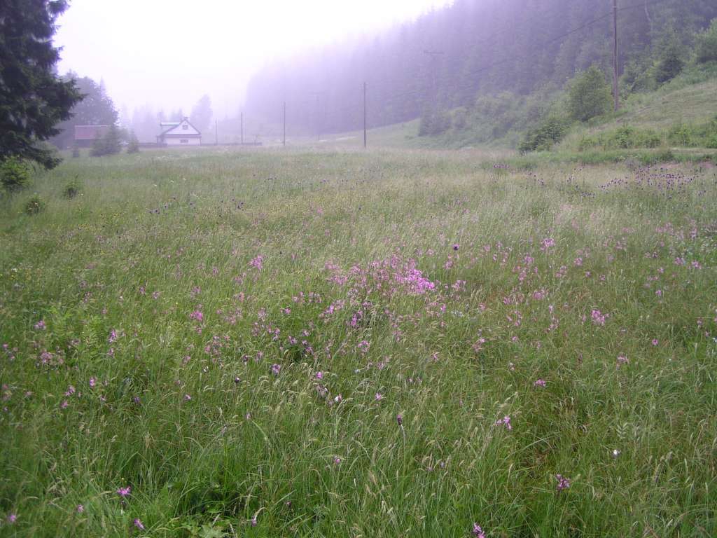 Zlatník

