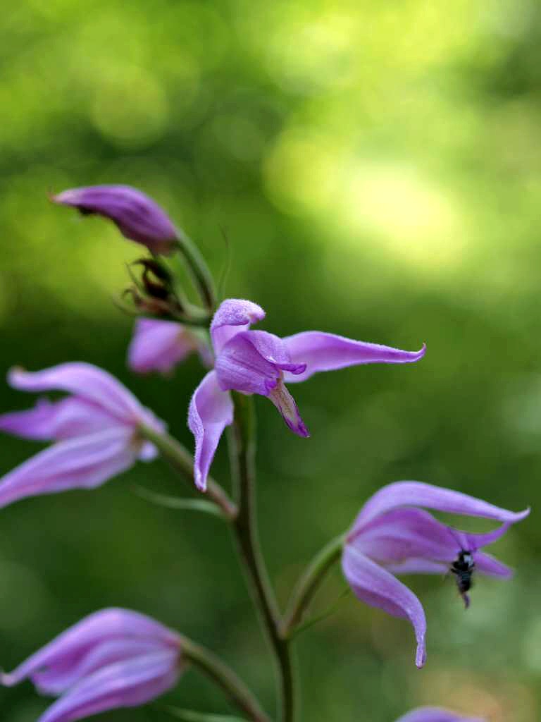Okrotice červená
