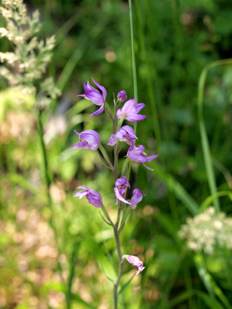 Okrotice červená
