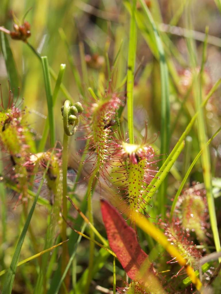 P7065568-1024~1.jpg