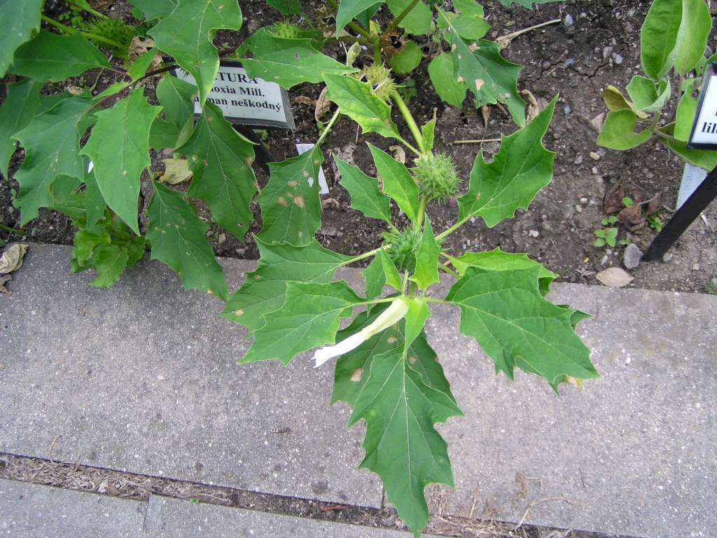 P7220007-1024.jpg